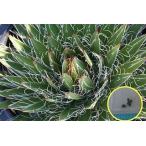  семена 20 шарик агава filifela( беспорядок снег )(Agave Filifera)