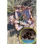  семена 10 шарик a Loewe rudo-niae( звезда .)(Aloe verdoorniae)