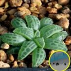  семена 7 шарик b рубин ne* - oruchioites(bulbine haworthioides)