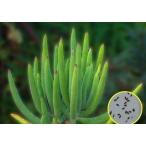 ��q20���@�R�`���h�� �I�[�r�L�����[�^ �t���i�K�j�[(Cotyledon Orbiculata var. flanaganii)