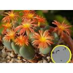  семена 20 шарик konofitsumbi Lobb m( немного .* серебряный .)(Conophytum Bilobum). семена 