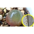 コノフィツム・ブルゲリ  国内産フレッシュ種子(Conophytum Burgeri)