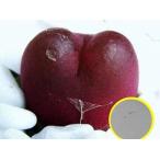  семена 20 шарик konofitsummauga колено (Maughanii). семена 