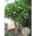  семена 20 шарик klasla цветок месяц ( золотой. становится дерево )(Crassula Ovata)