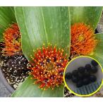  семена 6 шарик dau алый yazei износ. семена (Daubenya zeyheri)