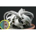  семена 10 шарик ti Kia * Marni L *la post Ray (DYCKIA MARNIER-LAPOSTOLLEI)