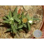 デロスペルマ・ボッセラヌム(Delosperma bosseranum)の種子