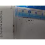 ショッピングエケベリア 種子20粒  エケベリア アクティフォリア(Echeveria acutifolia)