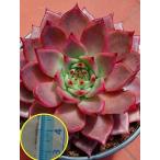 エケベリア・アガボイデス・ロメオ(Echeveria agavoides Romeo)の種子