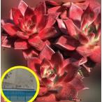 エケベリア・アガボイデス ''ロメオ　ルビン"(Echeveria agavoides 'Romeo Rubin')の種子