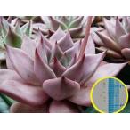 エケベリア・アガボイデス・ロメオ(Echeveria　agavoides v. Romeo)の種子パッケージ