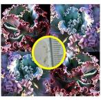 ショッピングエケベリア 種子15粒　エケベリア・ギッビーフローラ(Echeveria Gibbiflora)