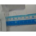 ショッピングエケベリア 種子20粒　エケベリア・グラキリス(Echeveria Gracilis)