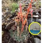 種子20粒　エケベリア・ハルビンゲリ・サ