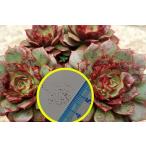 ショッピングエケベリア 種子20粒　エケベリア・ロンギッシマ・アズタレンシス(Echeveria longissima var. aztatlensis)