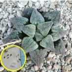 ハオルチア・ピグマエア　SUPER WHITE種子２０粒（Haworthia pygmaea SUPER WHITE)