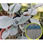 種子15粒　カランコエ・ブラクテアータ(シルバーティ
