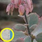 種子10粒 カランコエ・ファウスティ(kalanchoe fausti
