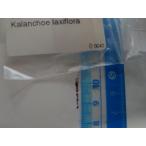 種子20粒　カランコエ　胡蝶の舞　（Kalanchoe laxifl