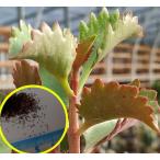 種子20粒　カランコエ　ロンギフローラ(Kalanchoe lon