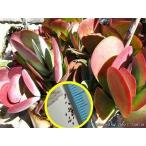 種子10粒 カランコエ・ルキア(紅唐印)(Kalanchoe luci