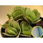 種子10粒 カランコエ・マルモラータ(江戸紫)(KALANCHO