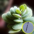 種子10粒 カランコエ　白姫の舞　(Kalanchoe Rotundif