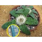  семена 10 шарик lakena задний *psila(Lachenalia pusilla). семена 