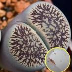  семена 20 шарик li тауп s. месяц шар (aucampiae var fluminalis). семена 