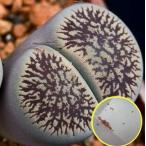 種子50粒リトープス陽月玉