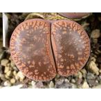  семена 10 шарик li тауп saucamphiae C004. семена 