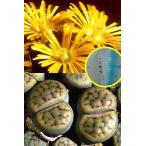 リトープス朝貢玉 C120 (Lithops C120 verruculosa v. verruculosa)の種子