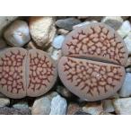  семена 10 шарик li тауп s Harry C158. семена (Lithops hallii C158 )