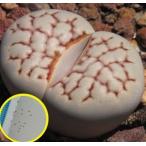 リトープス大理石の種子