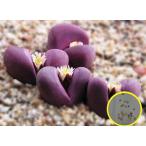  семена 50 шарик li тауп s Opti karubla(Lithops optica v. rubra). семена 