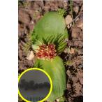  семена 6 шарик ma Sony a Latte brosa. семена (Massonia latebrosa)