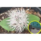  семена 6 шарик ma Sony aroge Belden sis. семена (Massonia roggeveldensis)