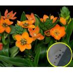  семена 10 шарик o-nisoga Ram dabium. семена (Ornithogalum dubium)