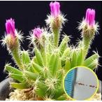  семена 15 шарик toli Cody atema фиолетовый . звезда (Trichodiadema densum). семена 