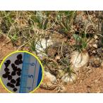  семена 10 шарик arubka* поли filler (Albuca polyphylla)