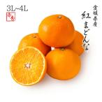 2025 お歳暮 ギフト 紅まどんな 3L〜4Lサイズ 約5kg 赤秀品 愛媛県 フルーツ プレゼント みかん ミカン 12月上旬頃より順次発送 爆買