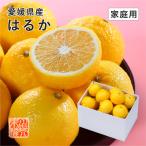 (2月中旬ごろより発送)