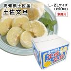 土佐文旦 家庭用 訳あり L〜2Lサイズ 約10kg 高知県産 みかん フルーツ 2月上旬ごろより発送
