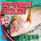Yahoo! Yahoo!ショッピング(ヤフー ショッピング)瀬戸内海産 活け締め 天然真鯛 1kg前後 （贈答用） 真鯛 鯛 新鮮 天然 お食い初め お取り寄せ お祝い 贈答 プレゼント ギフト 爆買