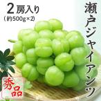  Seto ja Ian tsu красный превосходящий товар примерно 500g×2. примерно 1kg Okayama префектура Special производство виноград виноград .. фрукты подарок подарок 9 месяц последняя декада примерно .. последовательный отправка 