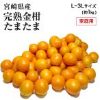 (2月上旬ごろより順次発送) 宮崎県産 完熟きんかん たまたま 家庭用 訳あり L〜3L サイズおまかせ 約1kg きんかん キンカン 金柑 フルーツ
