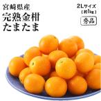 (2月上旬ごろより順次発送) 宮崎県産 完熟きんかん たまたま 秀品 糖度16度以上 2Lサイズ 約1kg きんかん キンカン 金柑 フルーツ