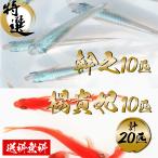 楊貴妃めだか１０匹＋幹之めだか強光...