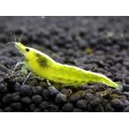 イエローチェリーシュリンプ１０匹＋...