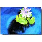 [ бесплатная доставка ] местного производства нет пестициды Mini ho Tey .1 АО ( меньше. ho Tey AOI 1 АО )me Dakar начинающий рекомендация высокое качество ho Tey .